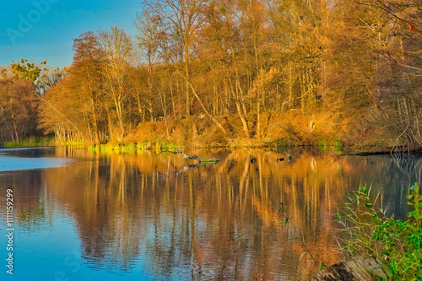 Fototapeta Poznań, Cybina Valley, protected nature area, trees growing in the river area in autumn colors lit by the setting sun