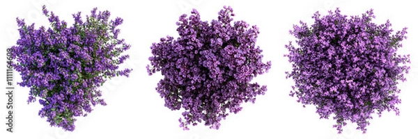 Fototapeta Set of a, Top view of a purple flower bush in the shape of an, isolated on a transparent background.