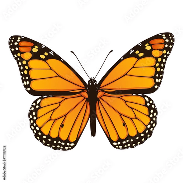 Obraz Motyl monarcha. Ręcznie rysowane ilustracji wektorowych