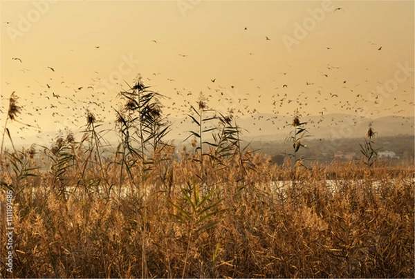 Obraz Phyragmites australis or the common weed against a early evening sky with a flock of birds