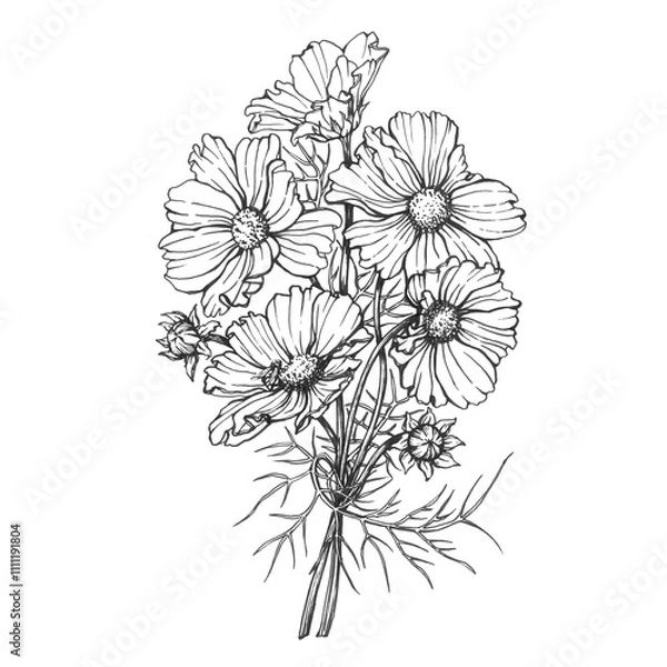 Fototapeta Bouquet with flowers of the cosmea (Cosmos bipinnatus, Mexican aster, garden cosmos). Black and white outline illustration, hand drawn work isolated on white background.