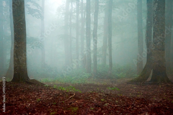 Obraz Mysterious dark forest. dark and moody forest road covered in mist. halloween night background. Horror landscape of dark forest with scary tree