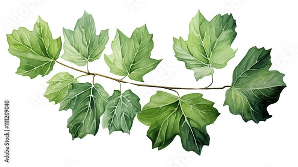 Fototapeta Watercolor painting of a single fig leaf with realistic veins and soft green hues.
