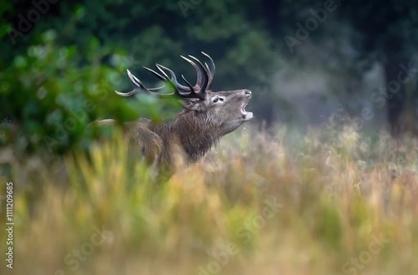 Fototapeta Samiec jelenia (Cervus elaphus) podczas rui