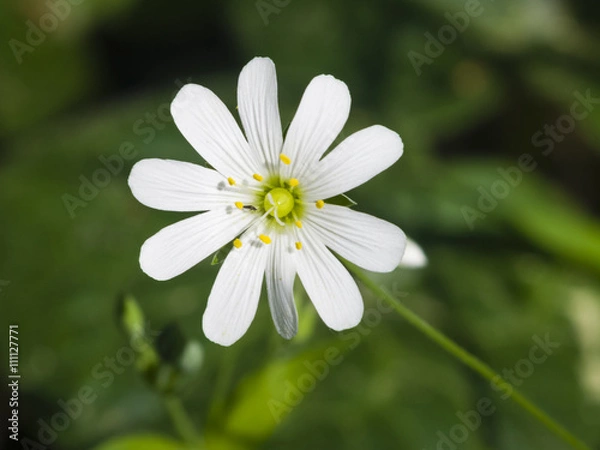 Fototapeta Flower Greater stitchwort, Stellaria holostea, with bokeh background, macro, selective focus, shallow DOF