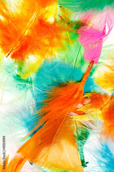 Fototapeta Colorful feathers