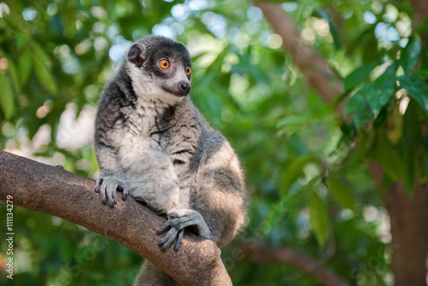 Fototapeta Mongoose Lemur in a tree branch
