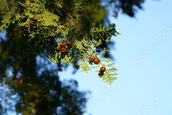 Obraz 晩秋の針葉樹ヒノキの果実　ーサッカーボールのような形をしている。