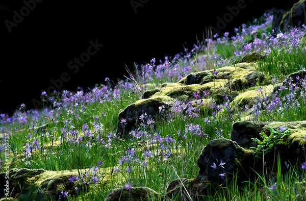 Obraz A sloping bank covered with blooming camas lilies and moss covered rocks - Camas Washington