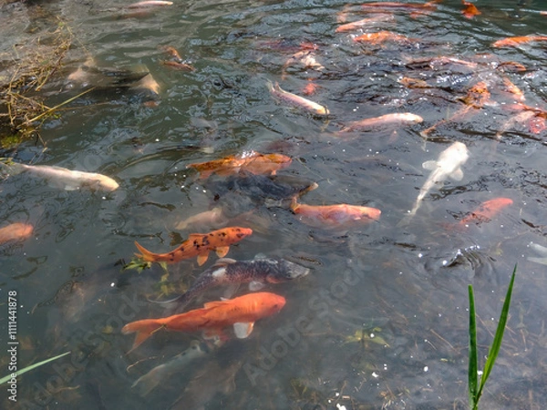 Fototapeta Bandung, Indonesia, December 12 2024, close up of various fish in a clear water pool in Arjasari, Bandung Regency, West Java. Beautiful, colorful, various types, Isolated black, bokeh backgrounds