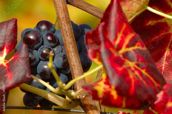 Obraz jesienne winogrona