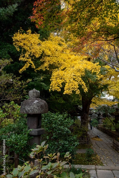 Obraz 鎌倉2411　安国論寺34　黄葉