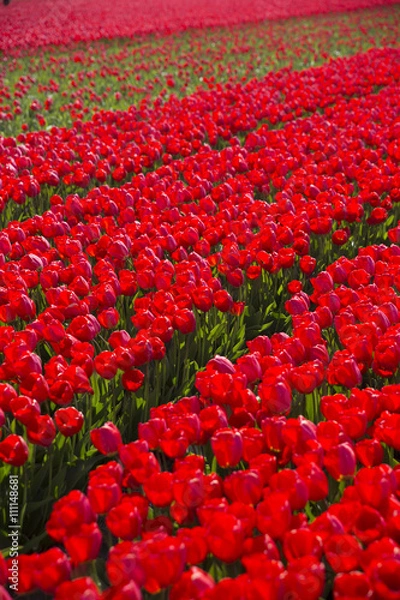 Fototapeta field with red tulips
