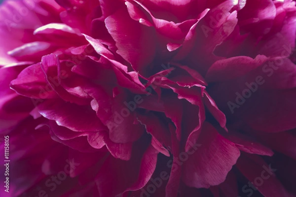 Obraz Peony floral background