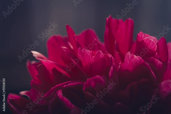 Obraz Peony floral background