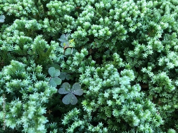 Obraz Clover field in the garden