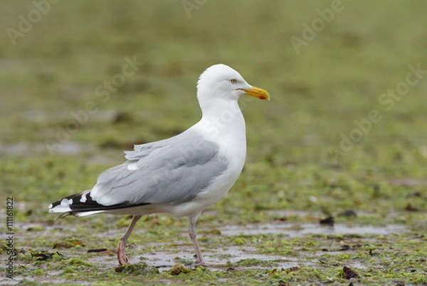 Fototapeta Herring Gull