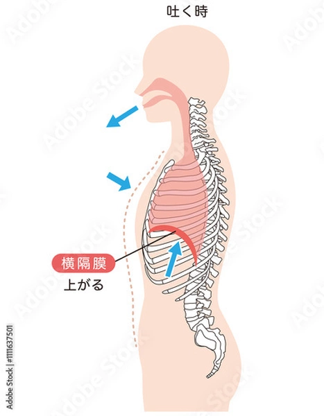Fototapeta 呼吸の仕組み　横隔膜　呼吸筋