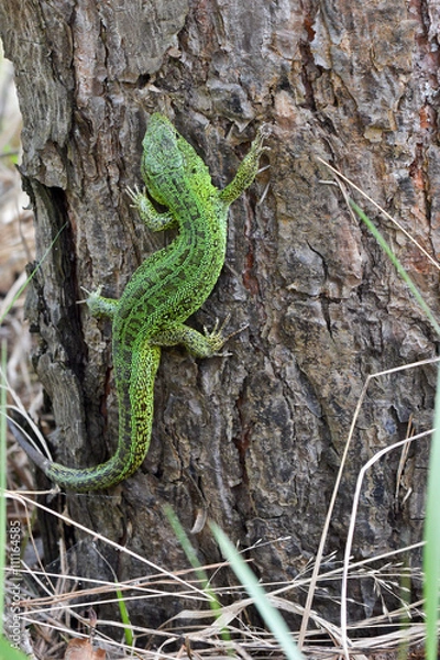 Obraz Sand lizard, Lacerta agilis.