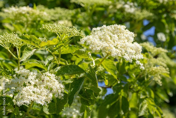 Fototapeta Close-up of blooming elderberry flowers with white petals and green foliage, illuminated by sunlight in a lush natural environment