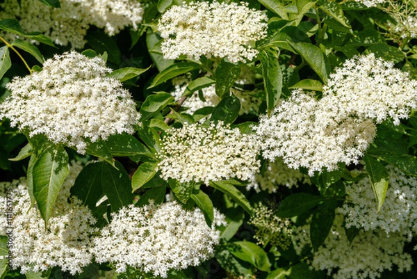 Fototapeta Elderberry flowers in full bloom with clusters of tiny white flowers surrounded by green foliage. Close-up of elderberry bush in daylight