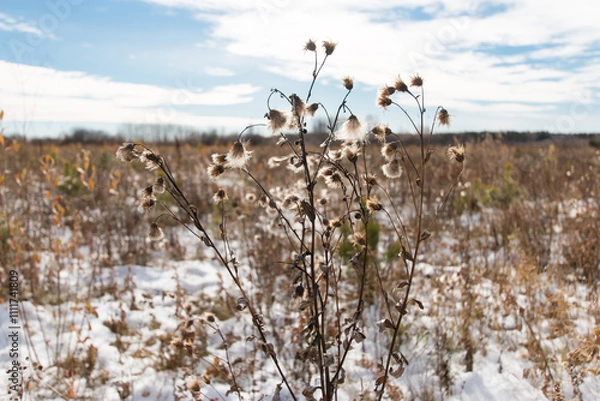 Fototapeta Dried creeping thistle or field thistle. Floral autumn background made of dry fluffy seeds. Against the backdrop of a field with brown grass and a blue sky above the horizon.