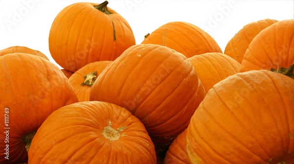 Obraz pumpking pile 2 white bg