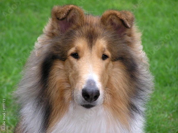 Obraz portret psa collie