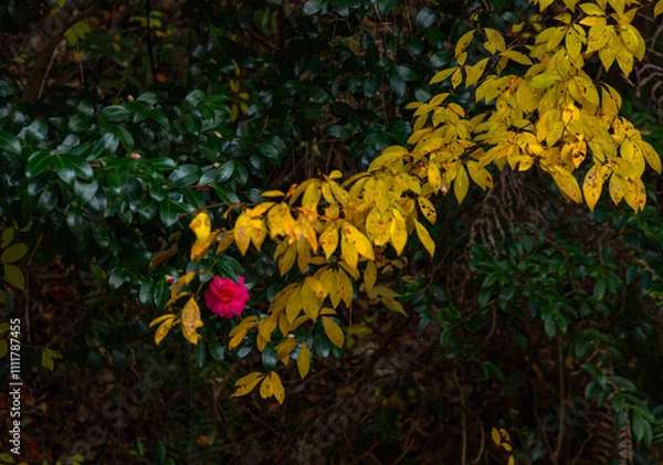 Obraz 美しい日本の紅葉