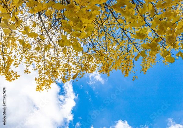 Obraz 美しい日本の紅葉