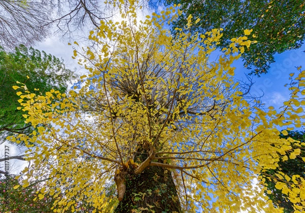 Obraz 美しい日本の紅葉