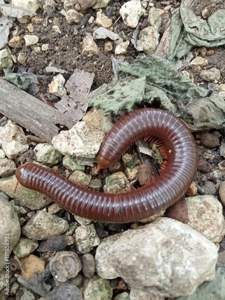 Obraz Millipede on the ground