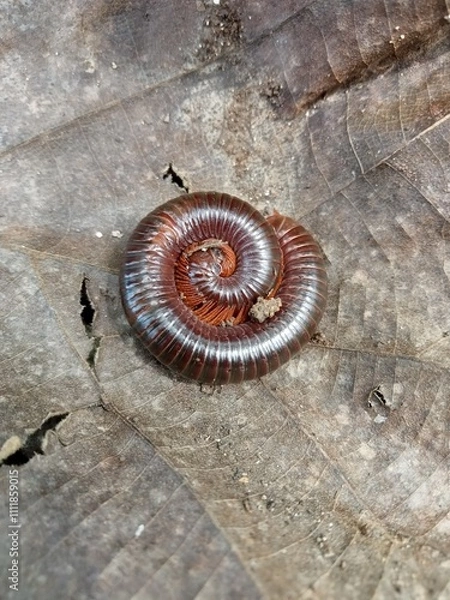 Obraz Millipede on the ground
