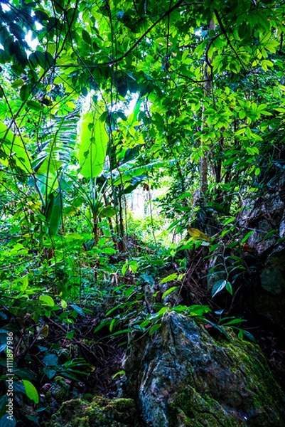 Fototapeta Exploring the lush wilderness of a tropical jungle nature photography dense foliage ground view vibrant ecosystem