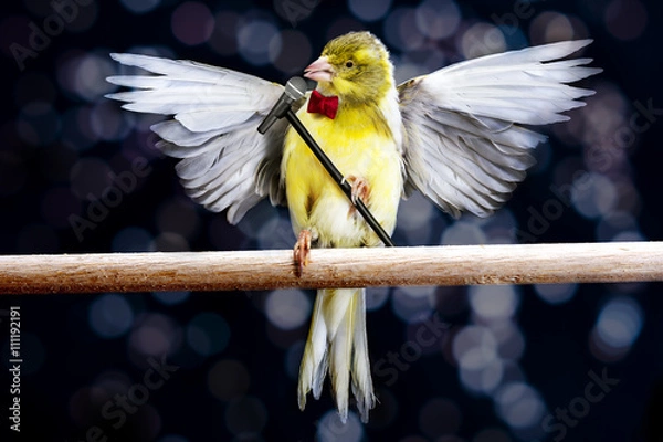 Obraz Canary with microphone singing on a stick 
