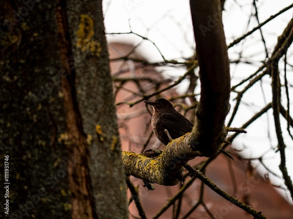 Fototapeta Bird on tree