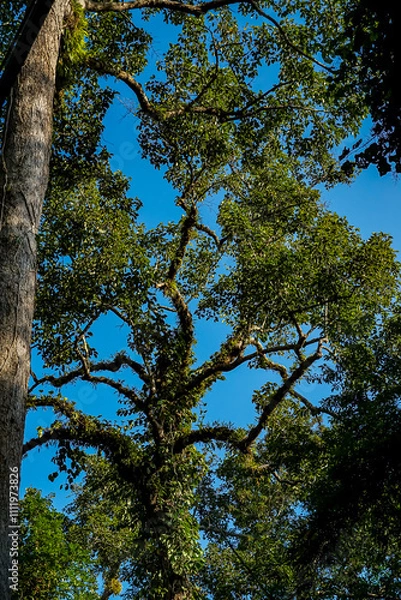 Obraz Majestic tree canopy in lush forest nature photography vibrant environment upward viewpoint serenity concept