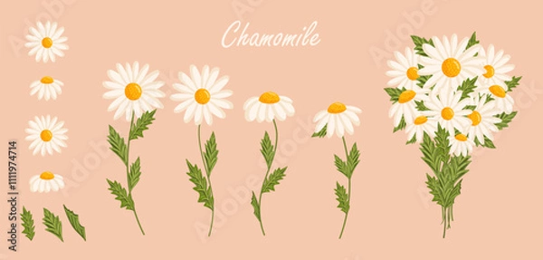 Fototapeta Chamomile flowers set. Floral plants with white petals. Botanical vector illustration on isolated background.