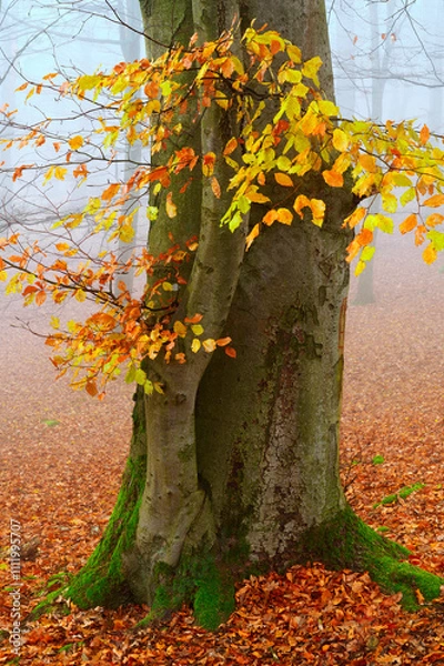 Fototapeta Autumn in the Little Carpathians