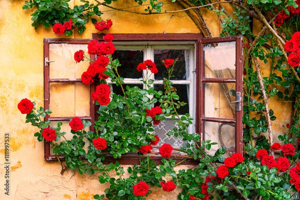 Fototapeta A window on an old farm building beautifully overgrown with rose hips