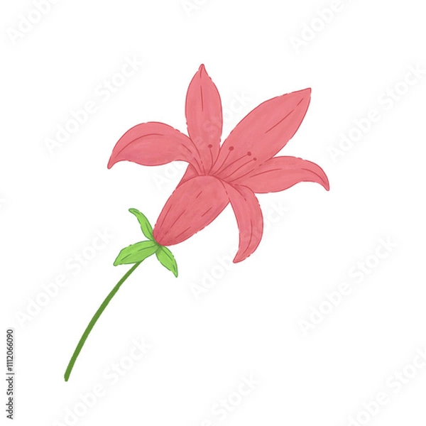 Obraz pink flower isolated on white background