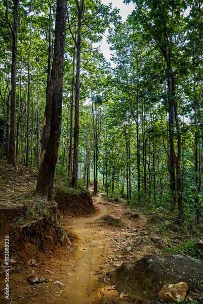 Obraz Exploring a serene trail through verdant forests nature landscape tranquil environment wide viewpoint outdoor adventure