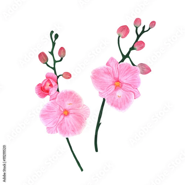Obraz Orchid branches with flowers and buds. Illustrations for design.