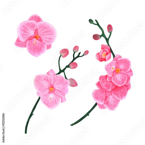 Obraz Orchid branches and flowers. Phalaenopsis on a white background.