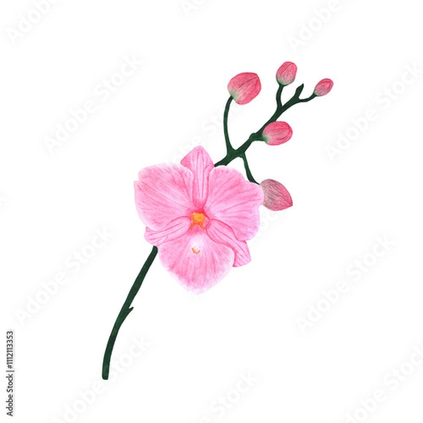 Obraz Orchid branch. Pink Phalaenopsis on a white background.