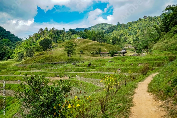 Obraz Rice terrace farming techniques scenic hills nature photography lush environment panoramic view agriculture concept