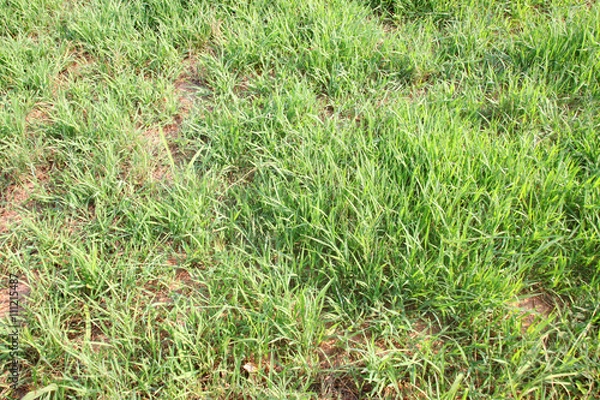 Obraz digitaria eriantha or pangola grass