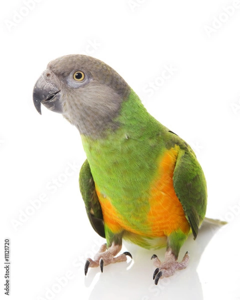 Obraz Senegal Parrot