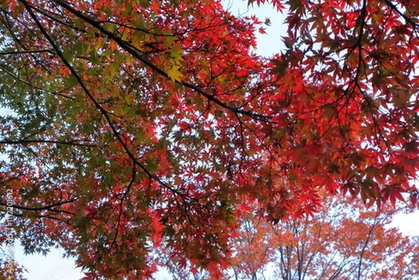 Fototapeta 日本　埼玉の風景　秋
