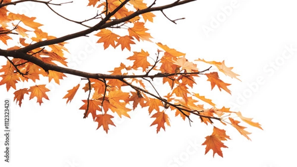 Fototapeta Maple tree branch in autumn on corner border, isolated on white background.AI GENERATED